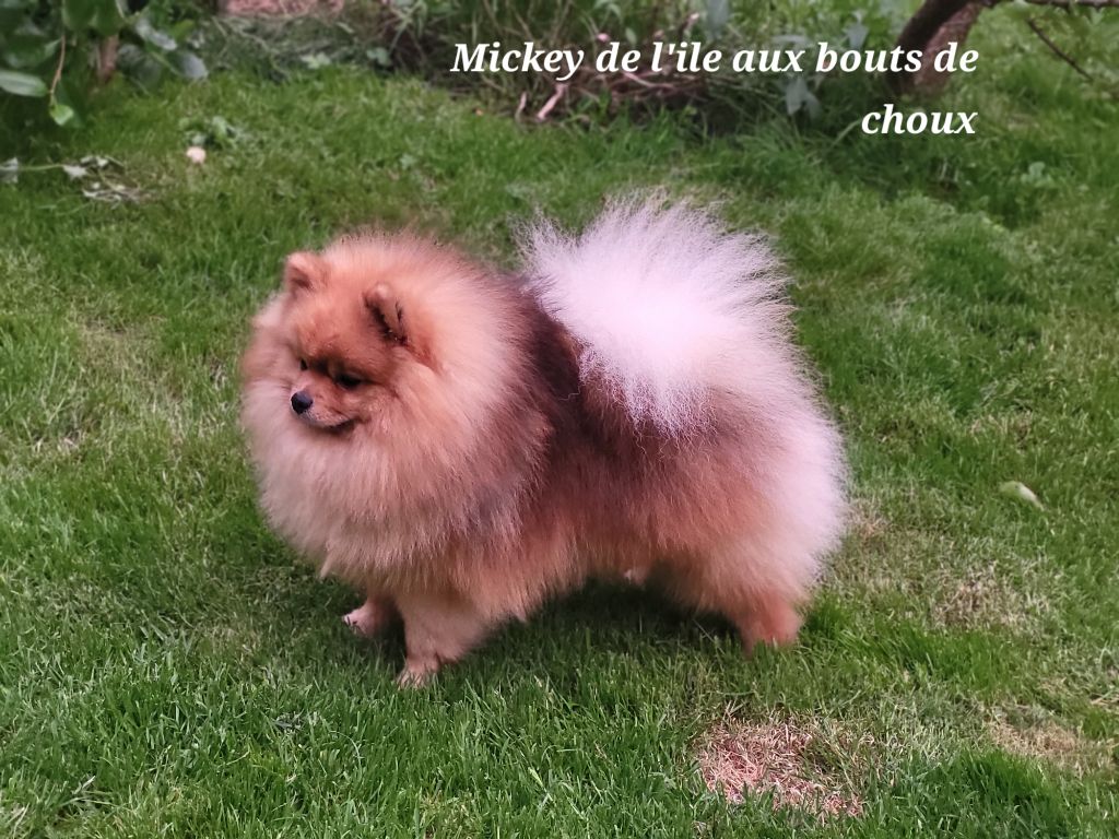 Ultime mickey De L'Ile Aux Bouts De Choux