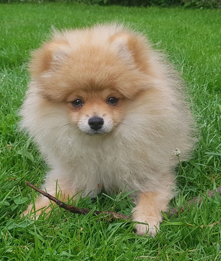 chiot Spitz allemand De L'Ile Aux Bouts De Choux