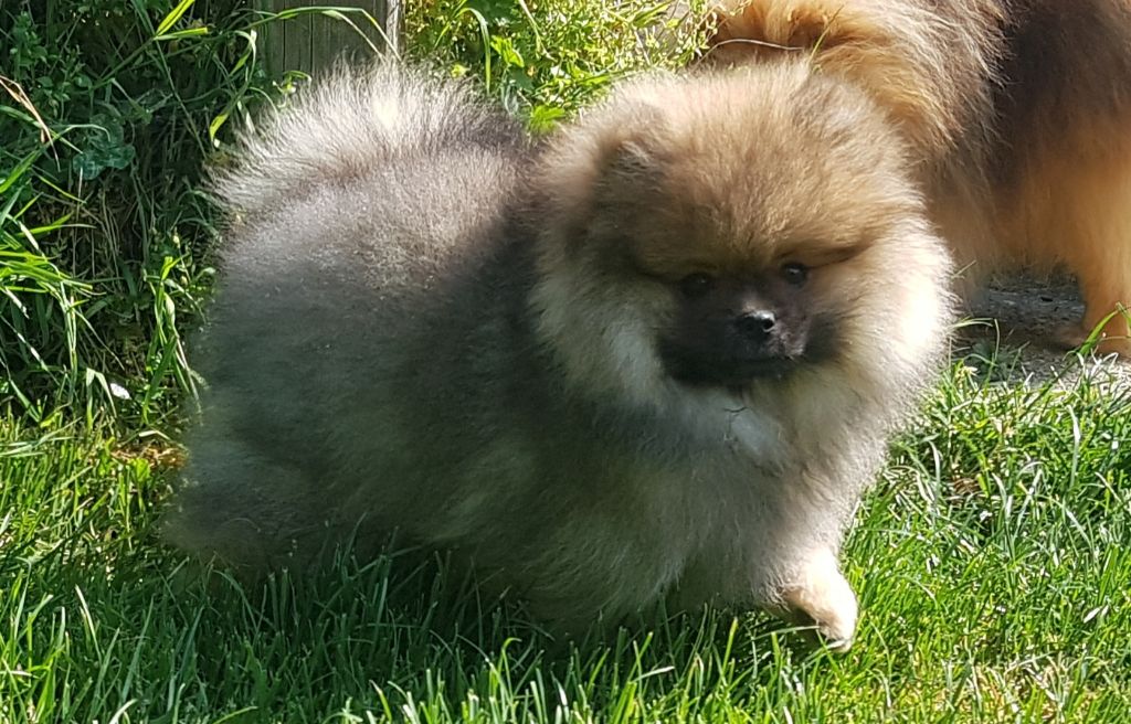 chiot Spitz allemand De L'Ile Aux Bouts De Choux