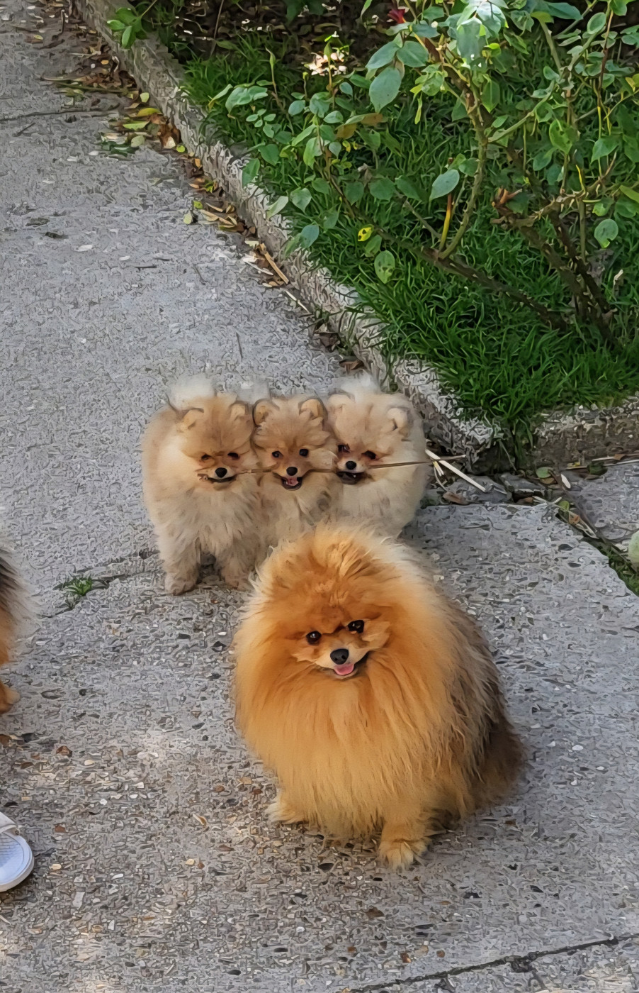 Chiot Spitz allemand De L'Ile Aux Bouts De Choux