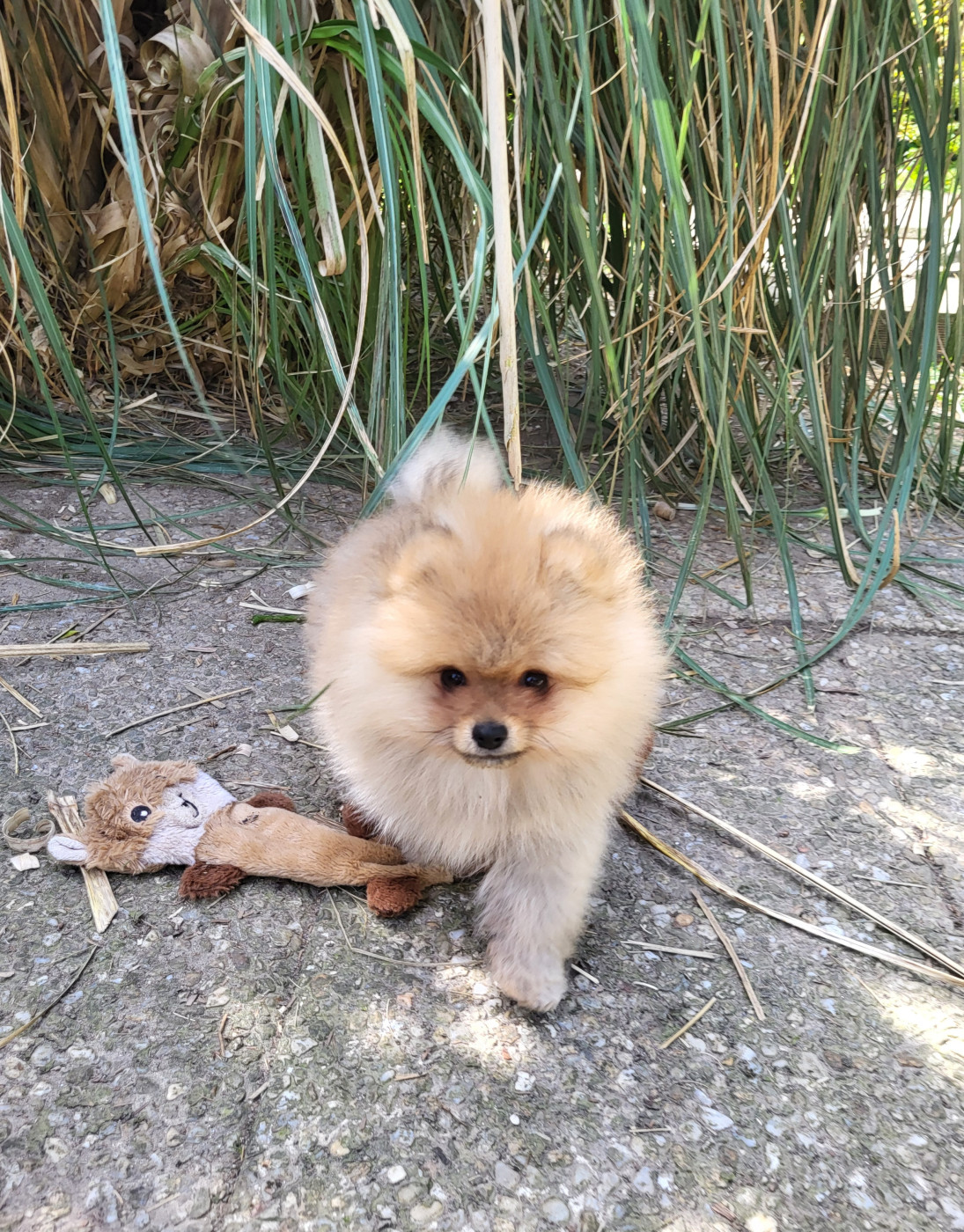 De L'Ile Aux Bouts De Choux - Chiots disponibles - Spitz allemand