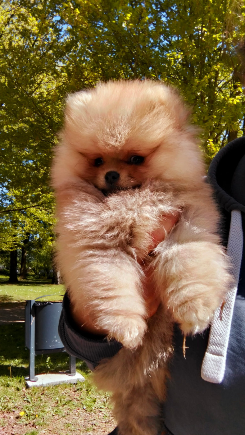 De L'Ile Aux Bouts De Choux - Chiots disponibles - Spitz allemand