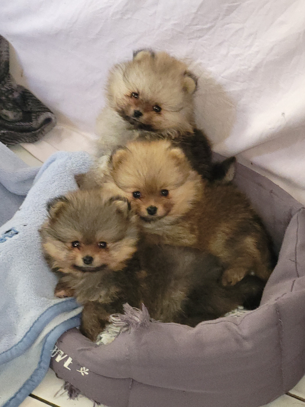 Chiot Spitz allemand De L'Ile Aux Bouts De Choux