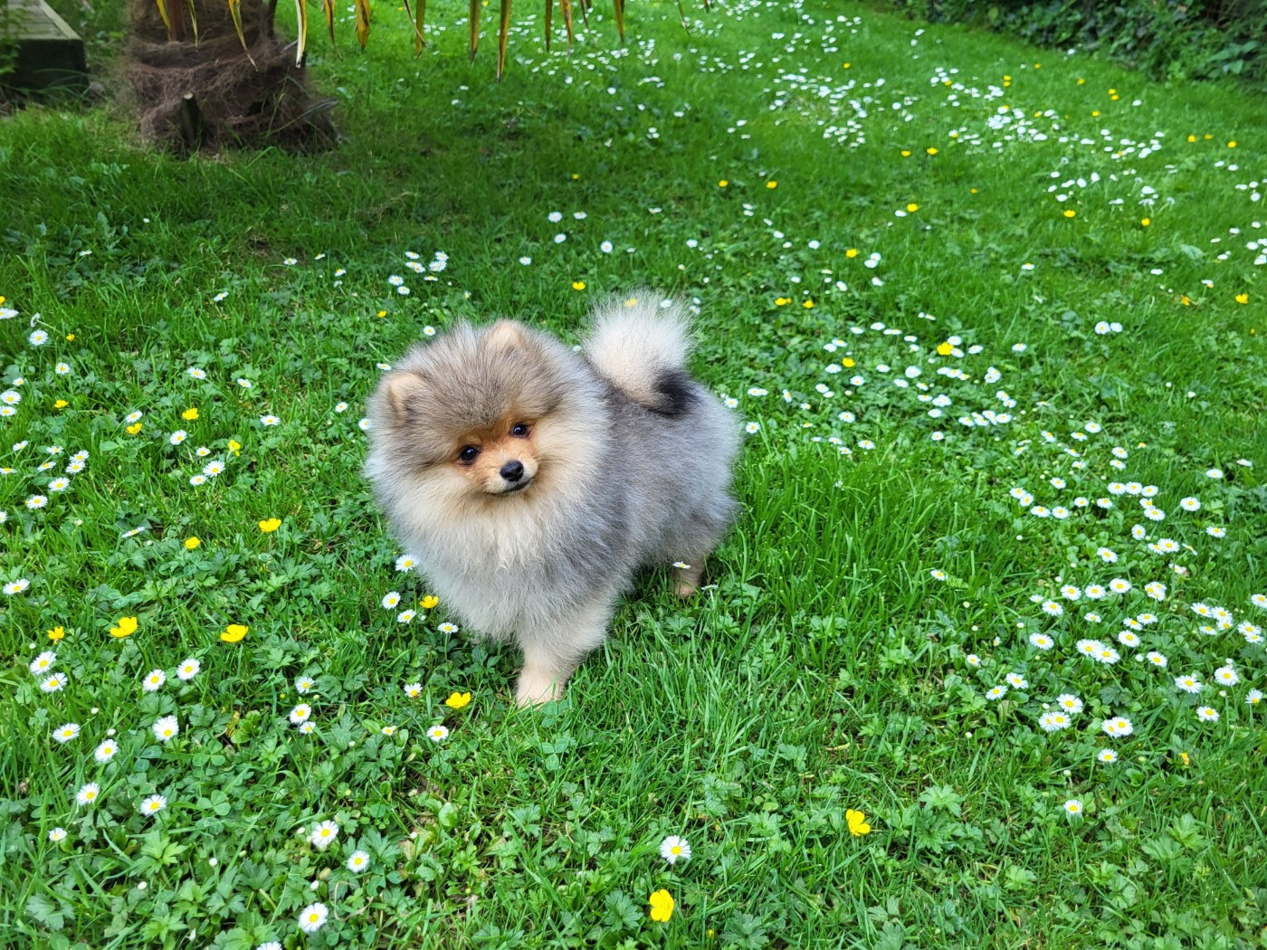 De L'Ile Aux Bouts De Choux - Chiots disponibles - Spitz allemand
