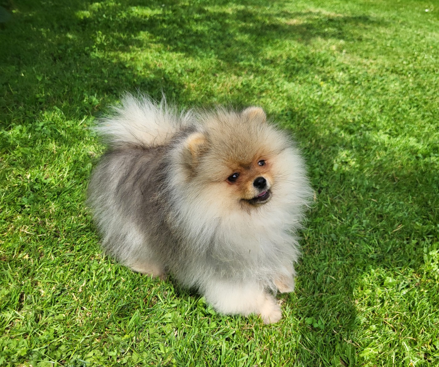 De L'Ile Aux Bouts De Choux - Chiots disponibles - Spitz allemand